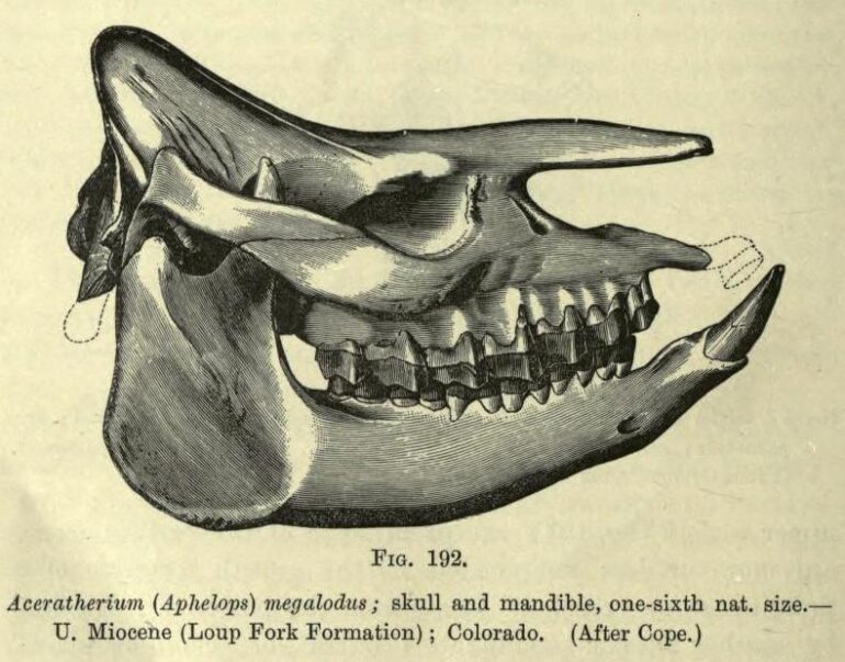 Aceratherium megalodus 1896