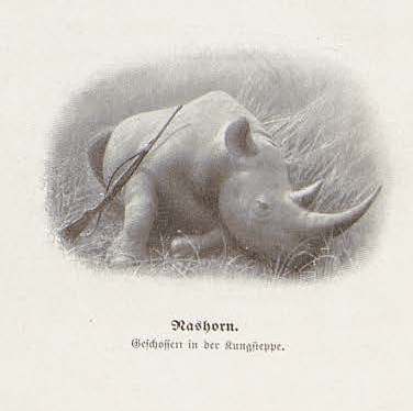 Dominik 1908 Kamerun