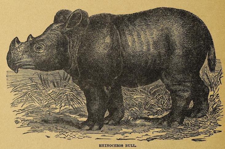 Everett 1910 two-horned rhino