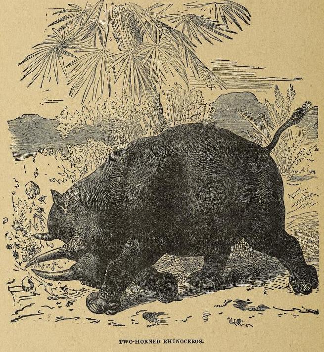 Everett 1910 two-horned