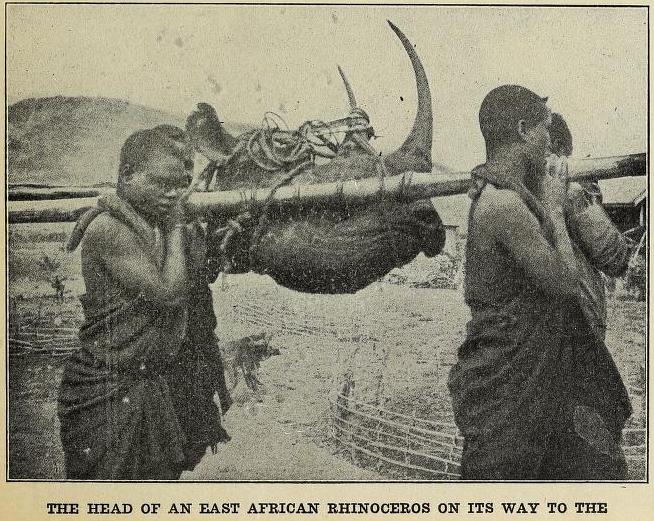 Roosevelt 1910 trophy