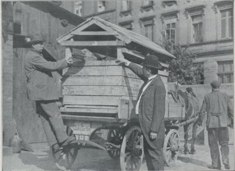 Frankfurt 1909 Arrival of black rhino