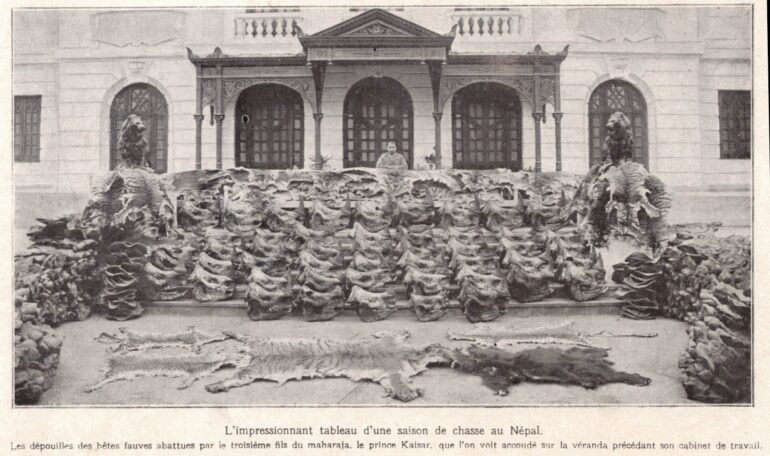 Rhino trophies 1925 Nepal