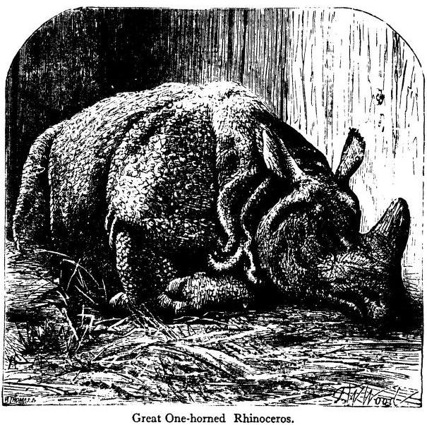 Finn 1929 Great One-horned Rhino