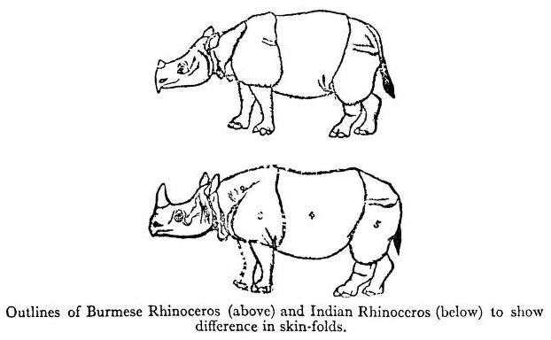 Finn 1929 skin folds