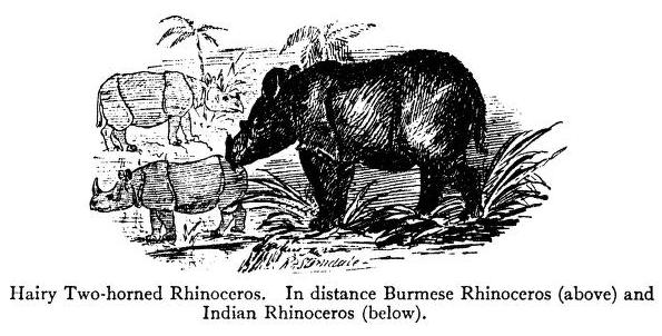 Finn 1929 Asian rhinos