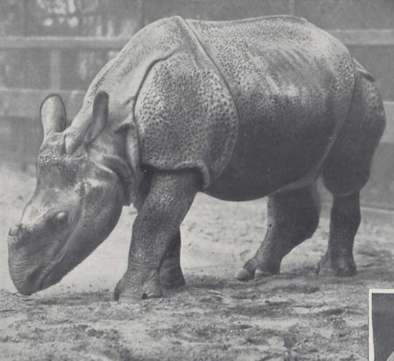 Hagenbeck 1930 Rhino from Nepal