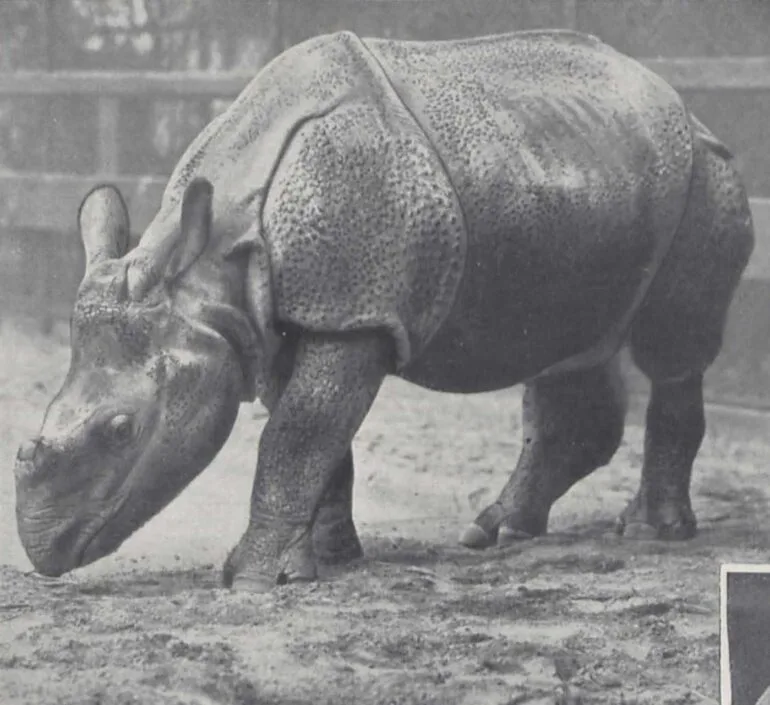 1930 Hagenbeck Umschau