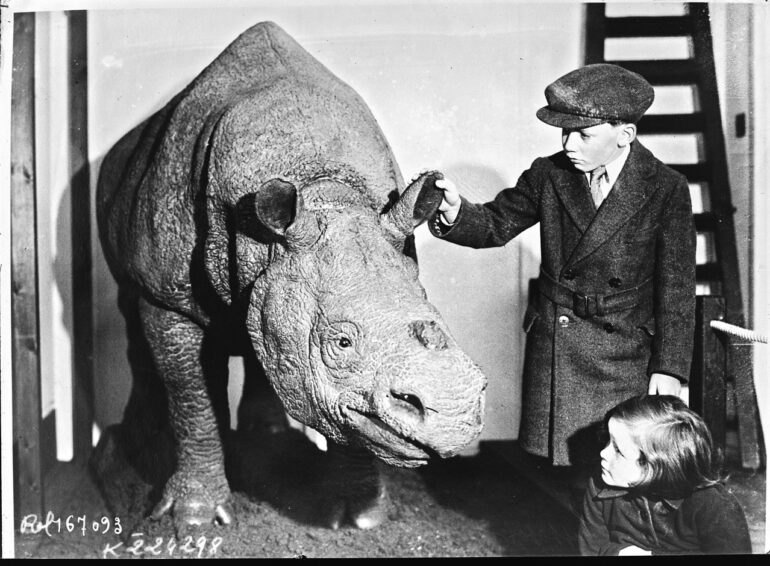 Javan rhino mounted 1932