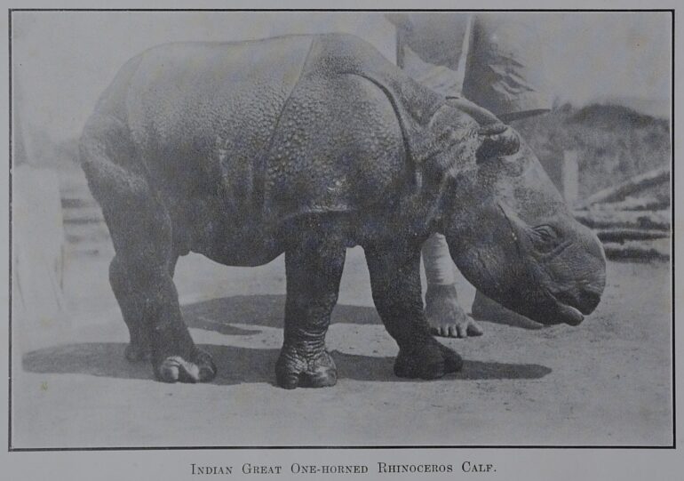 Bengal 1934 rhino calf
