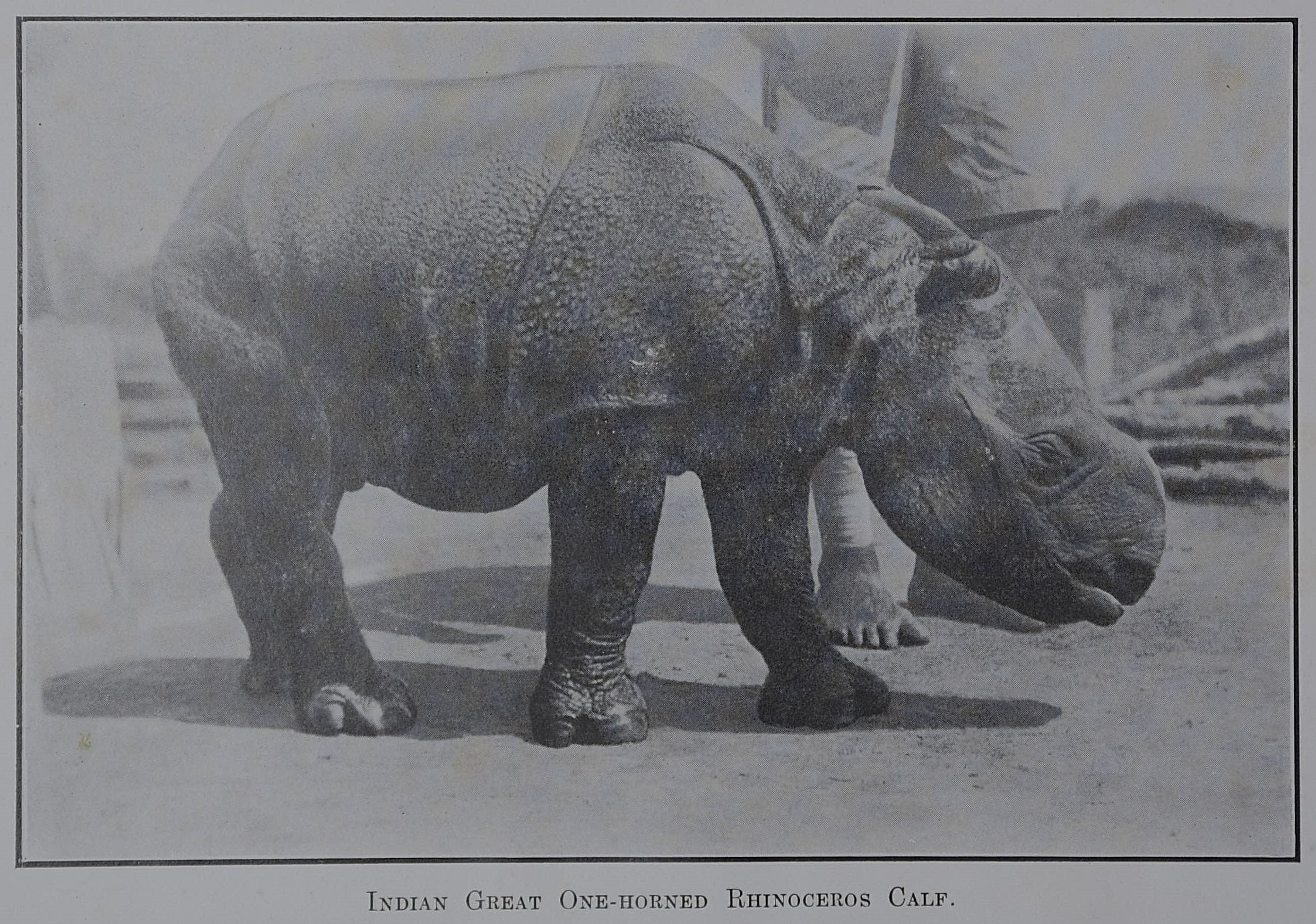 Bengal 1934 rhino calf