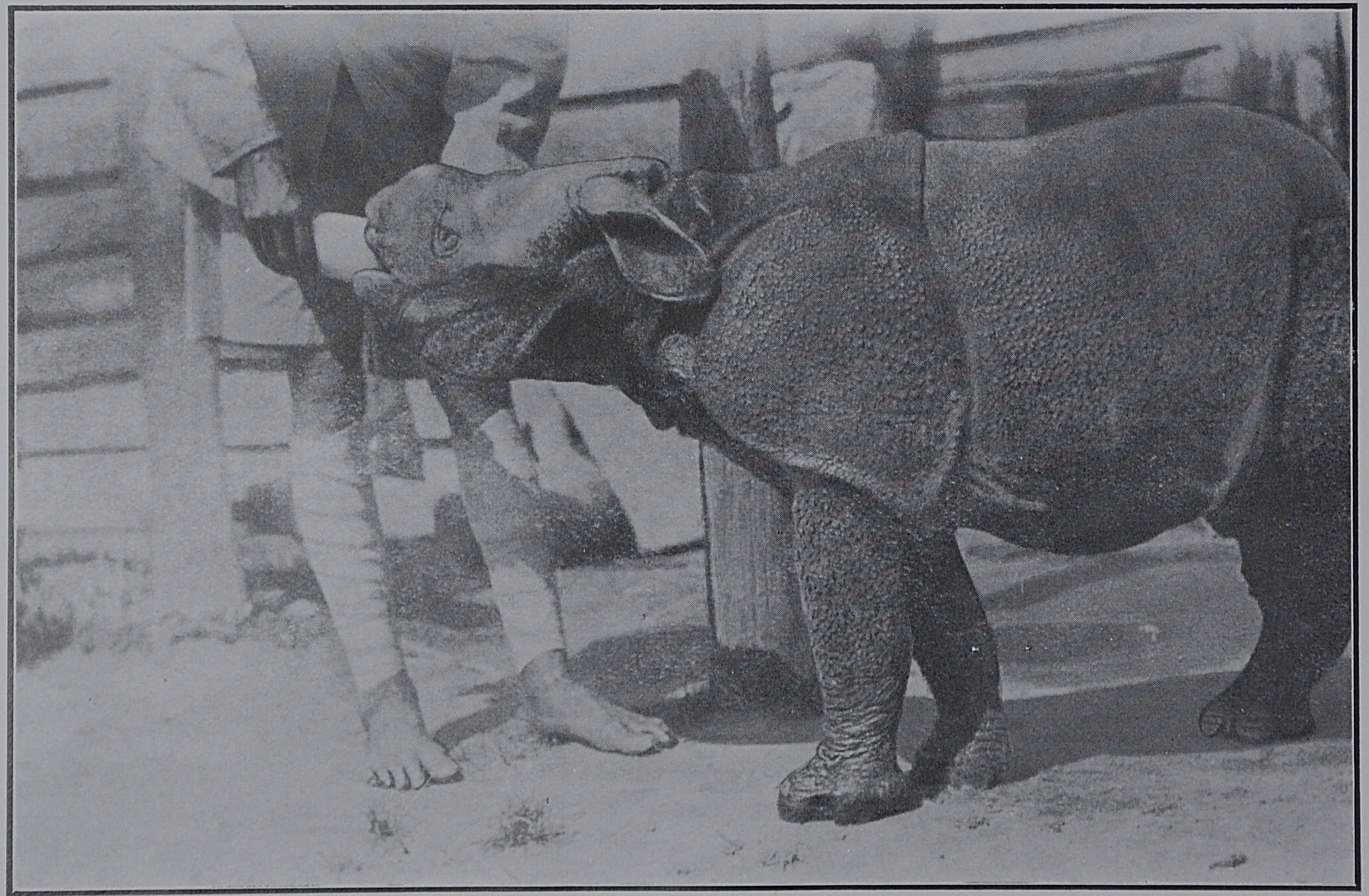 Bengal 1934 captive calf