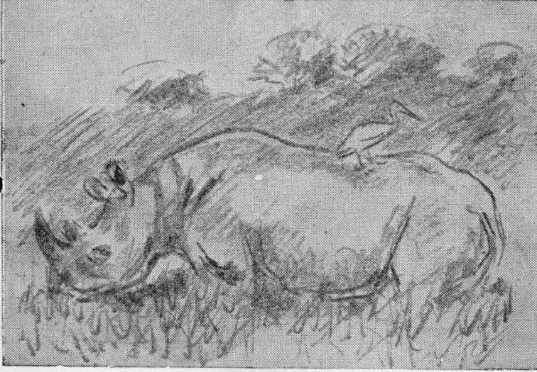 Blancou : Cattle egret