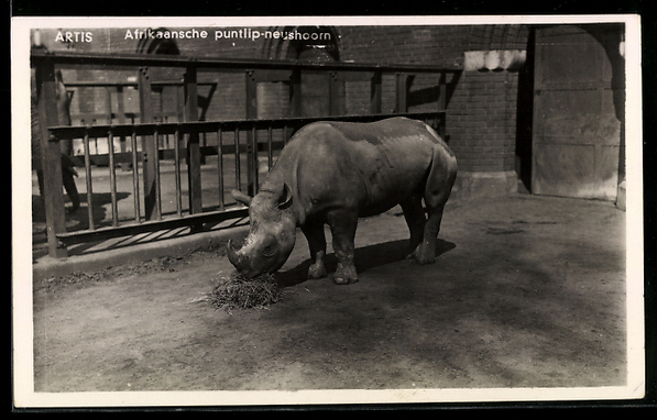 Amsterdam Zoo postcard