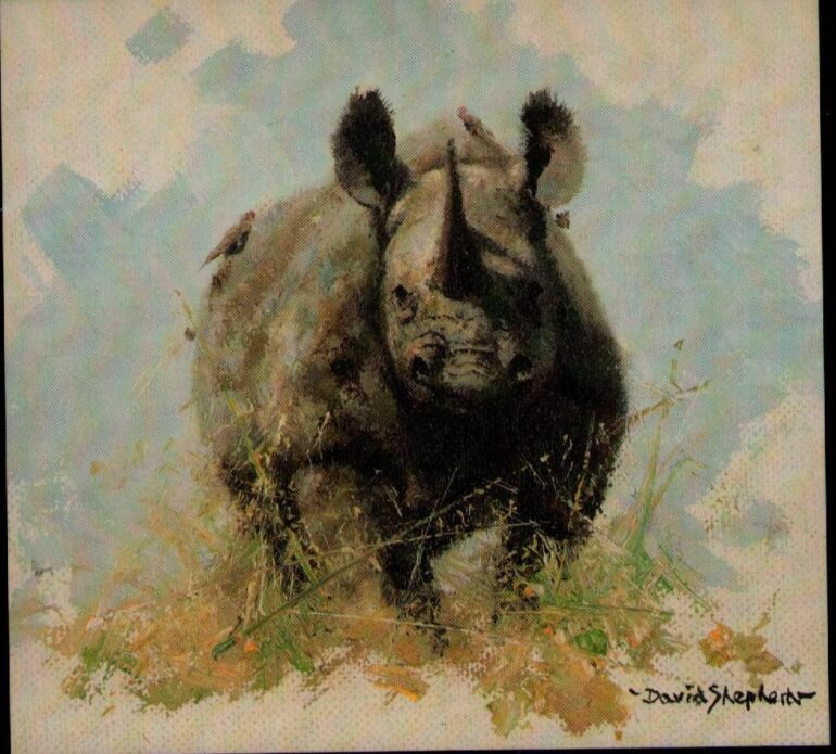 Shepherd black rhino