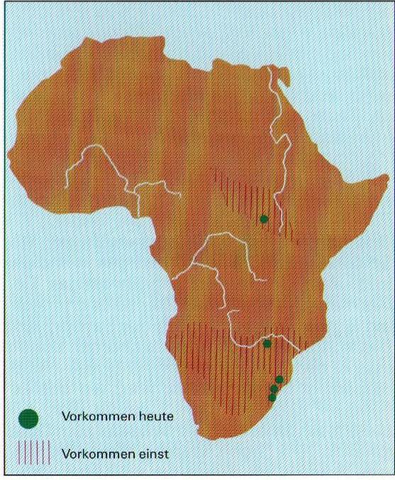 Distribution white rhino