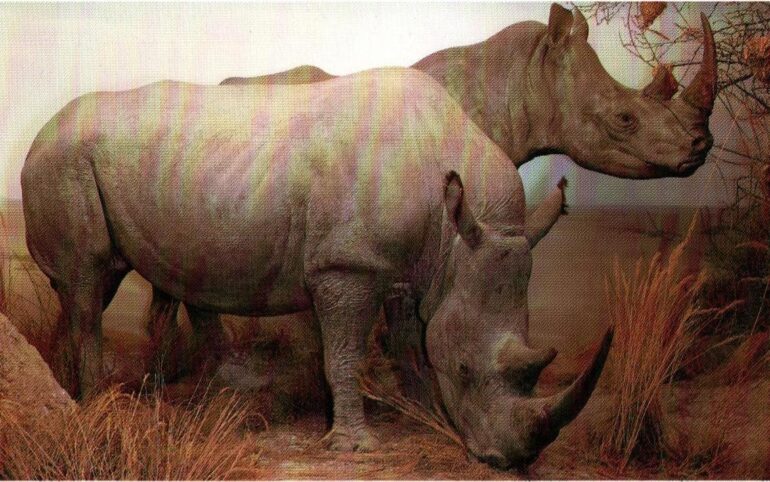 Diorama of White Rhino