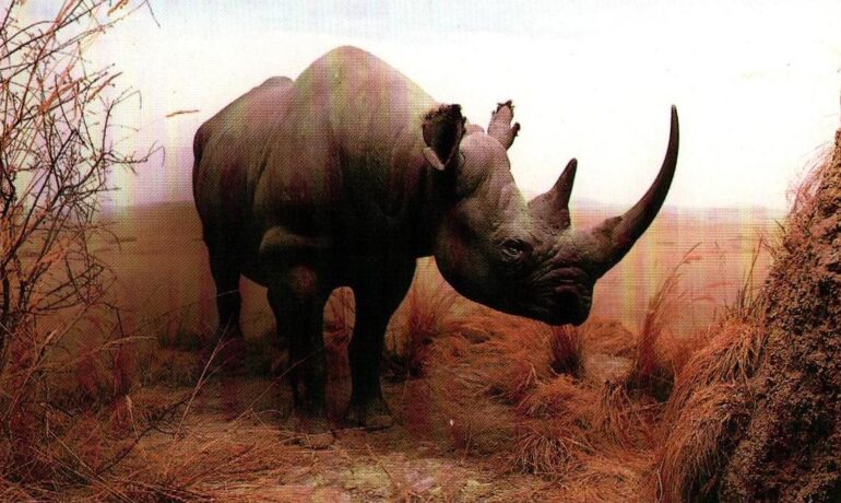 Diorama of Black Rhinoceros