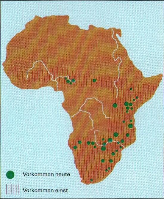 Distribution of Black Rhinoceros