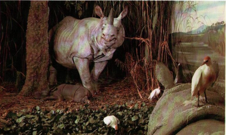 Diorama of Indian Rhinoceros