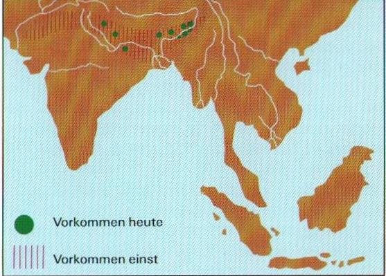 Distribution of Panzernashorn