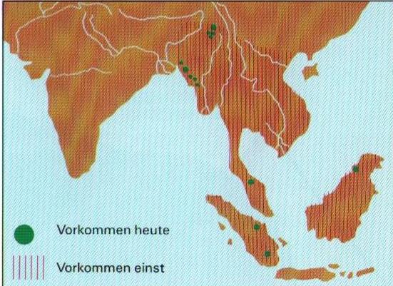 Distribution of Sumatran Rhinoceros