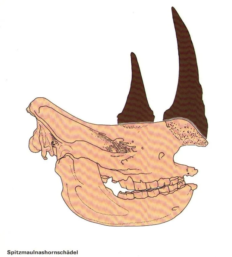 Black rhino skull