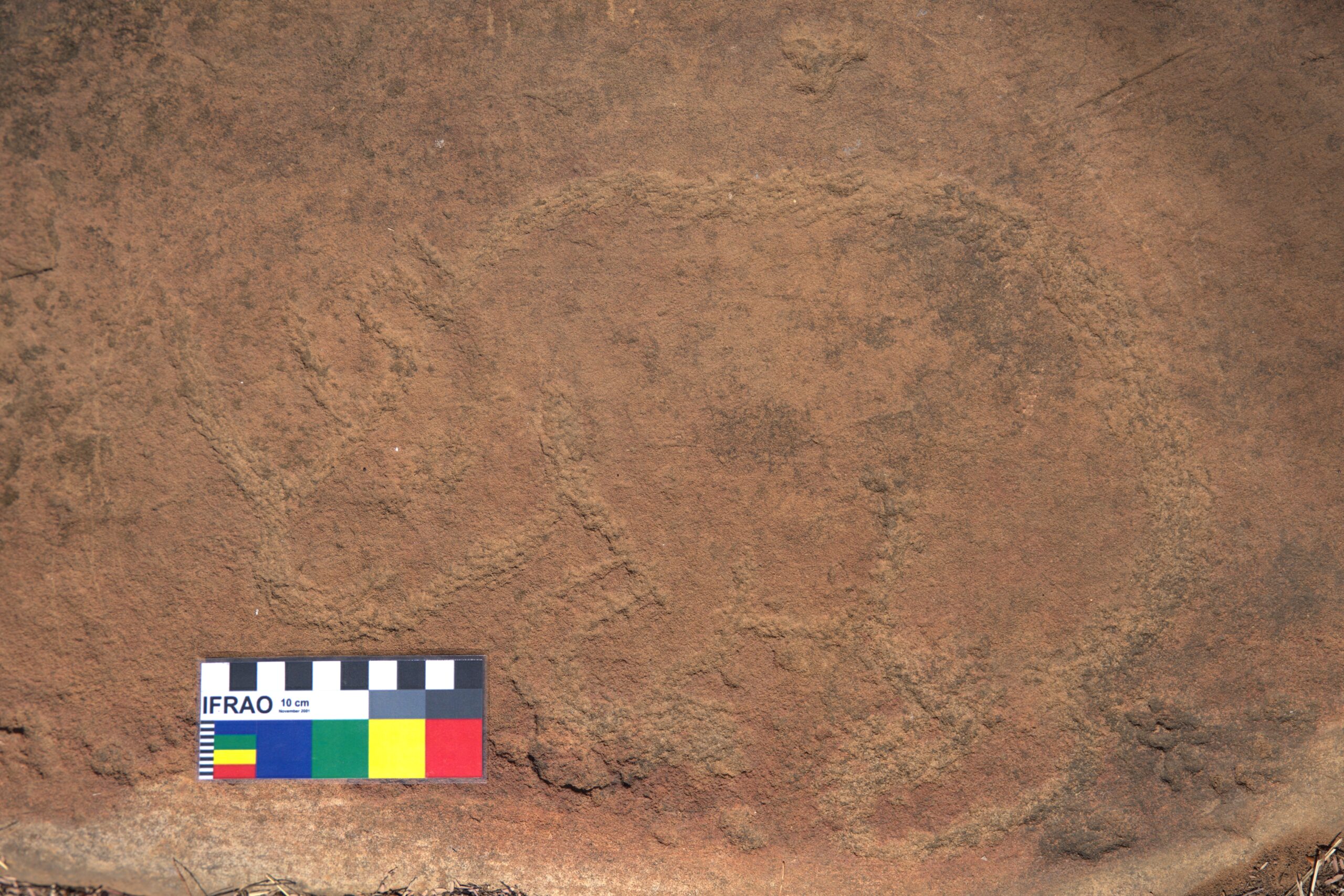 Petroglyph of rhino at Klerksdorp, South Africa