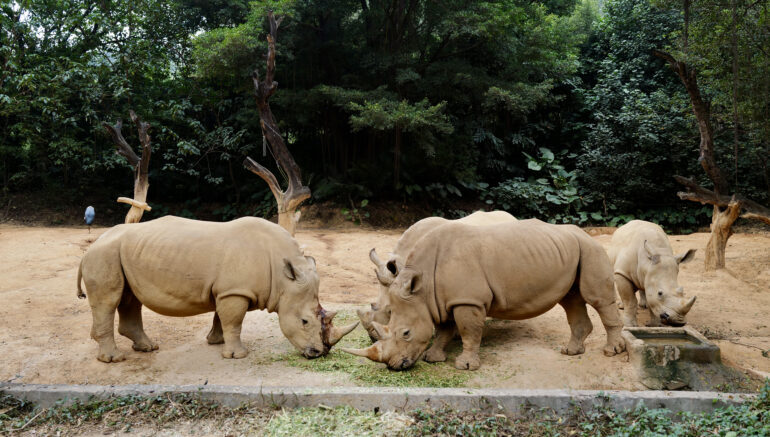 Chimelong white rhino