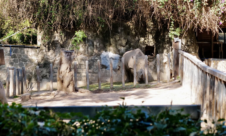 Guangzhou white rhino