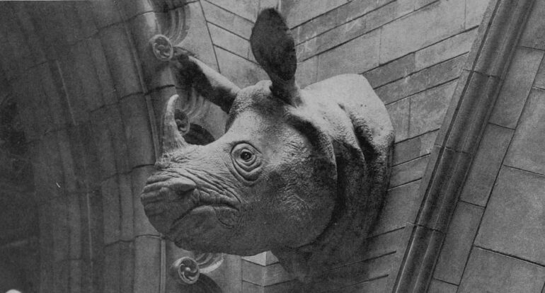 London NHM 1913 unicornis