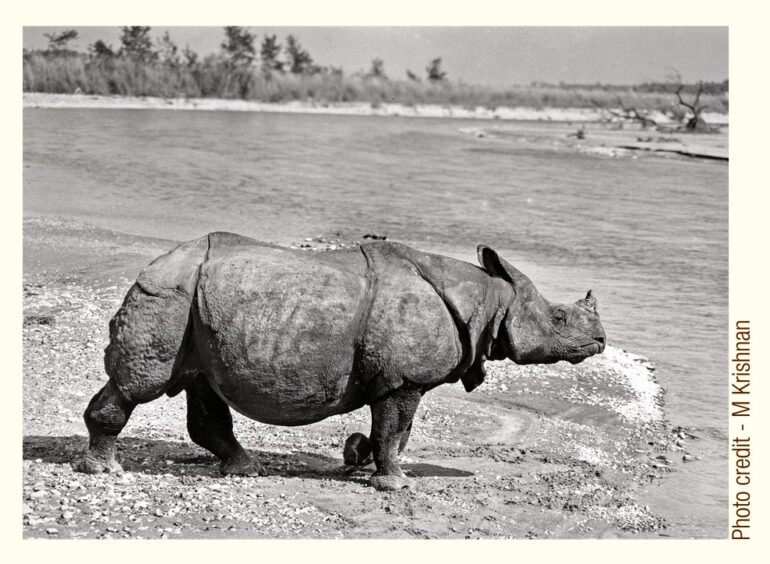 Krishnan photo of Indian rhino