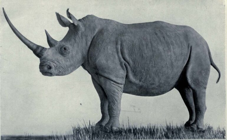 Prentice 1915 Nile rhino