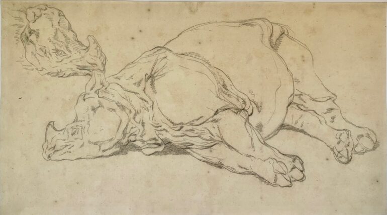 Ridinger: Rhinoceros sleeping on her right side