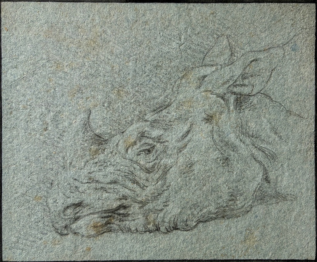 Ridinger: Clara’s head facing left