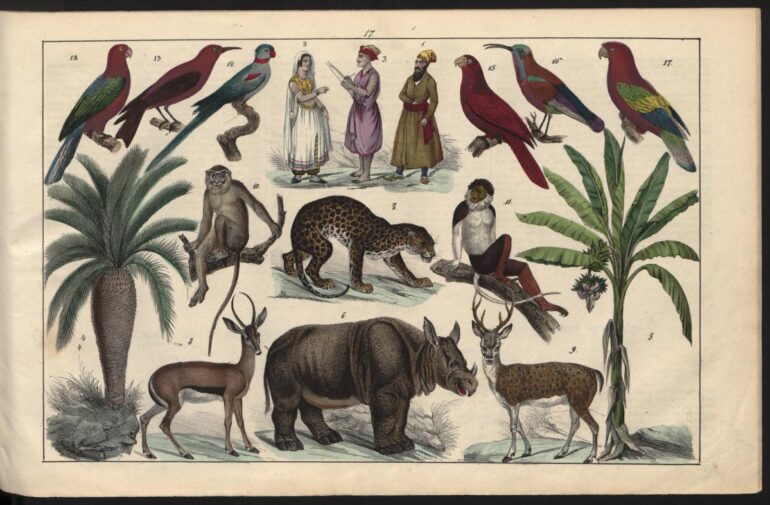 Bromme 1847 one-horned