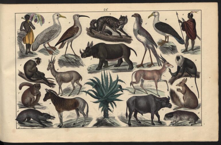 Bromme 1846 two-horned