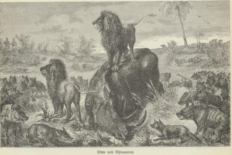 Spillmann 1897 Lions