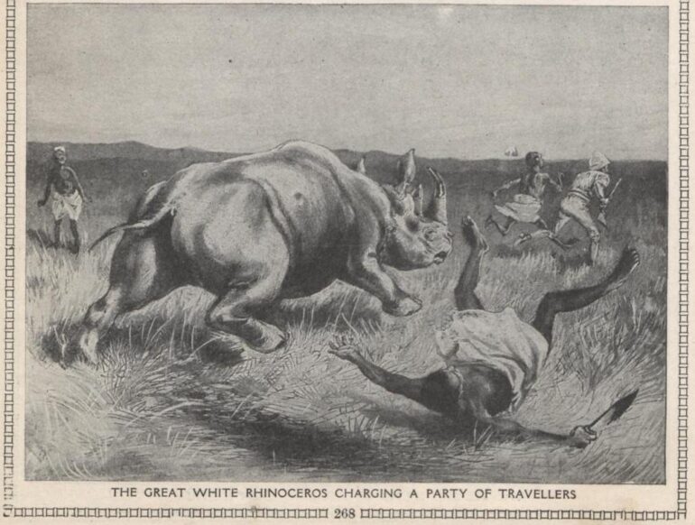Encyclopaedia 1911 White rhino charging