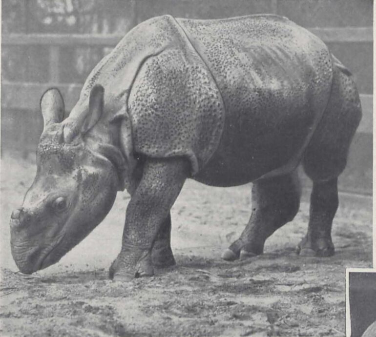 Hagenbeck 1930 Nepali