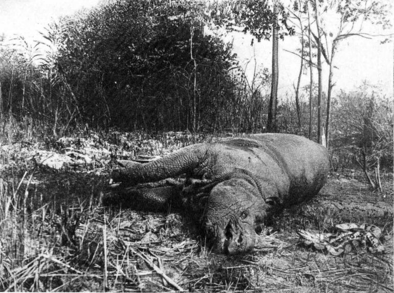 Hazewinkel 1933 Javan rhino
