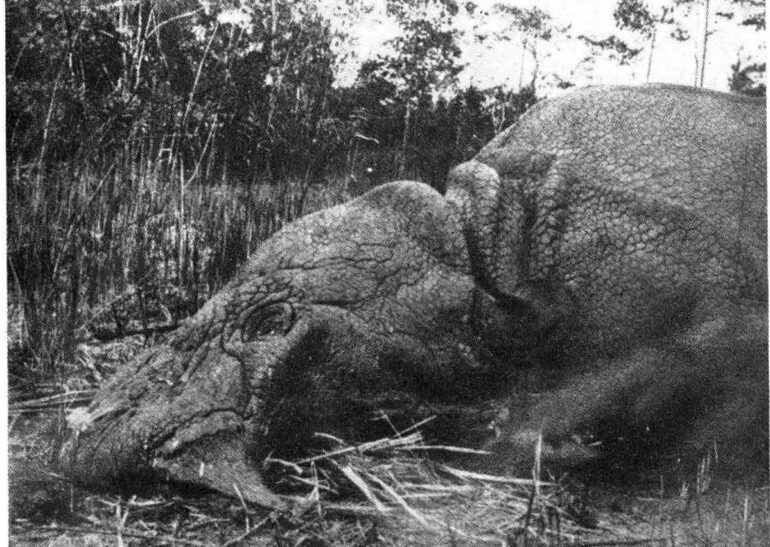 Sumatra 1933 Hazewinkel