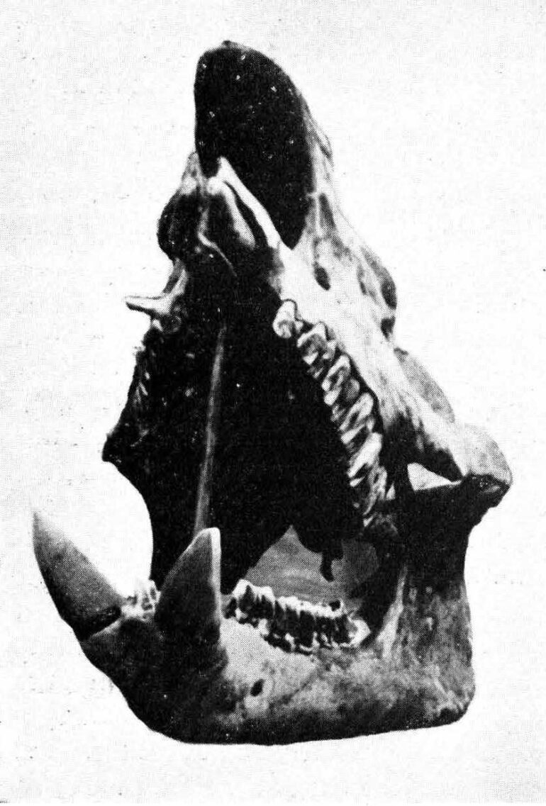 Skull of Javan rhino