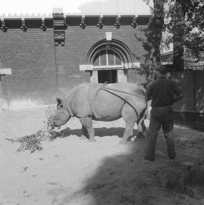 Amsterdam 1959 black rhino