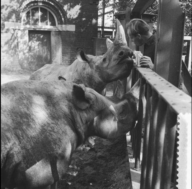 Amsterdam 1959 black rhinos