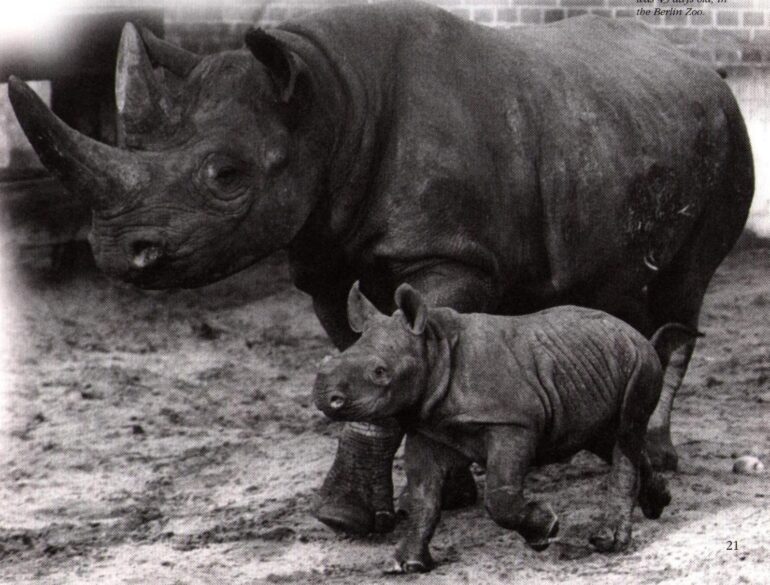 Berlin Zoo: young Sita