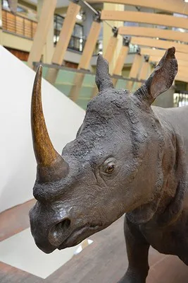 Bologna 2015 Indian Rhino