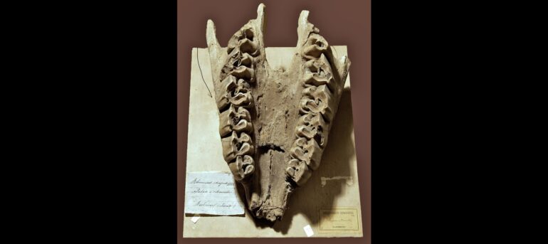 Bologna Rhinoceros etruscus