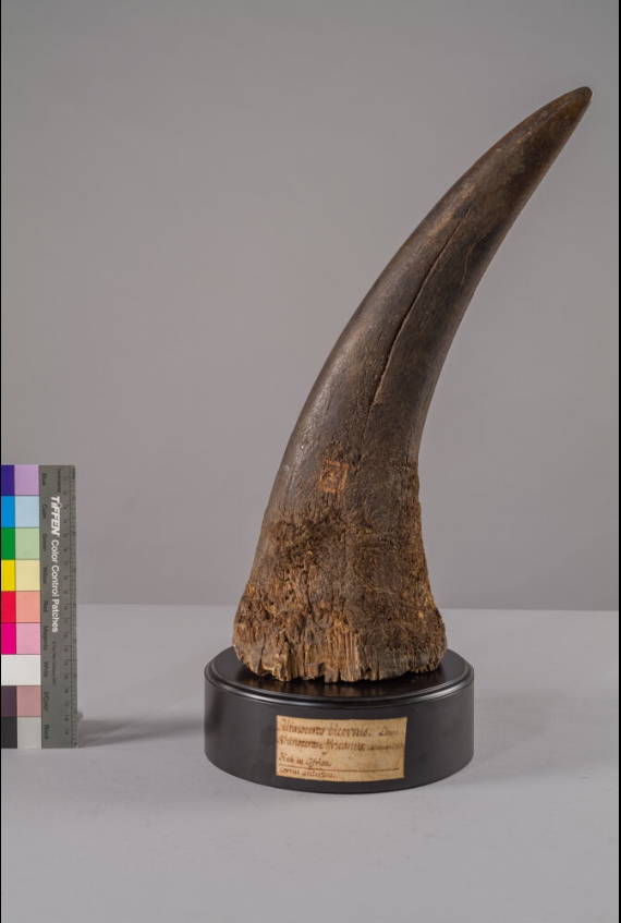 Bologna Museum bicornis horn