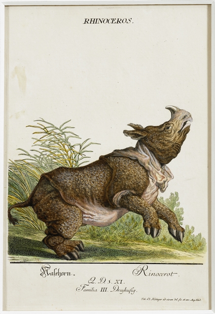 Gravures Rhinocéros collection Jim Monson N°159 M E Redinger 1768 ref R253